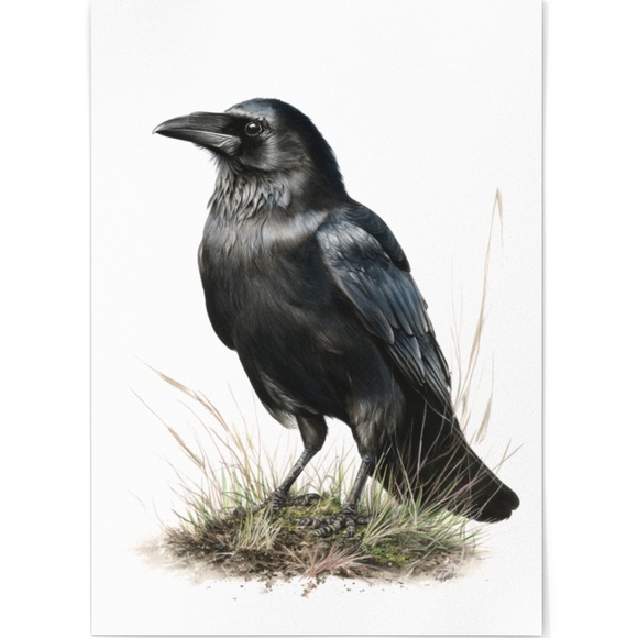 Watercolor Black Crow Wall Art Print Unframed - Black Bird Raven Illustration - Picture 2 of 6